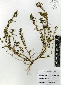 Amaranthus acutilobus image