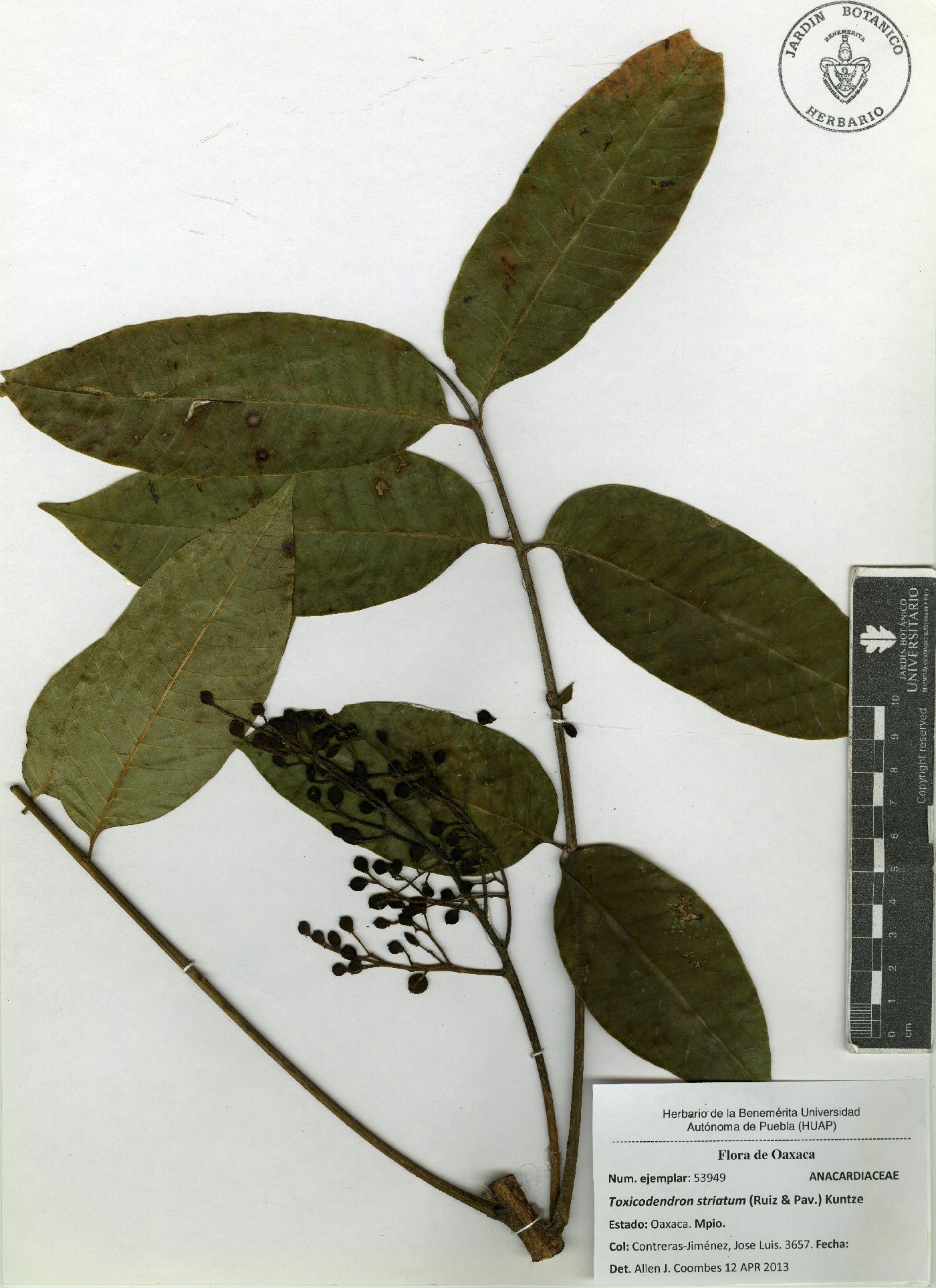 Toxicodendron striatum image