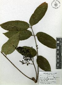 Toxicodendron striatum image