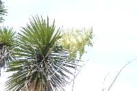 Yucca periculosa image