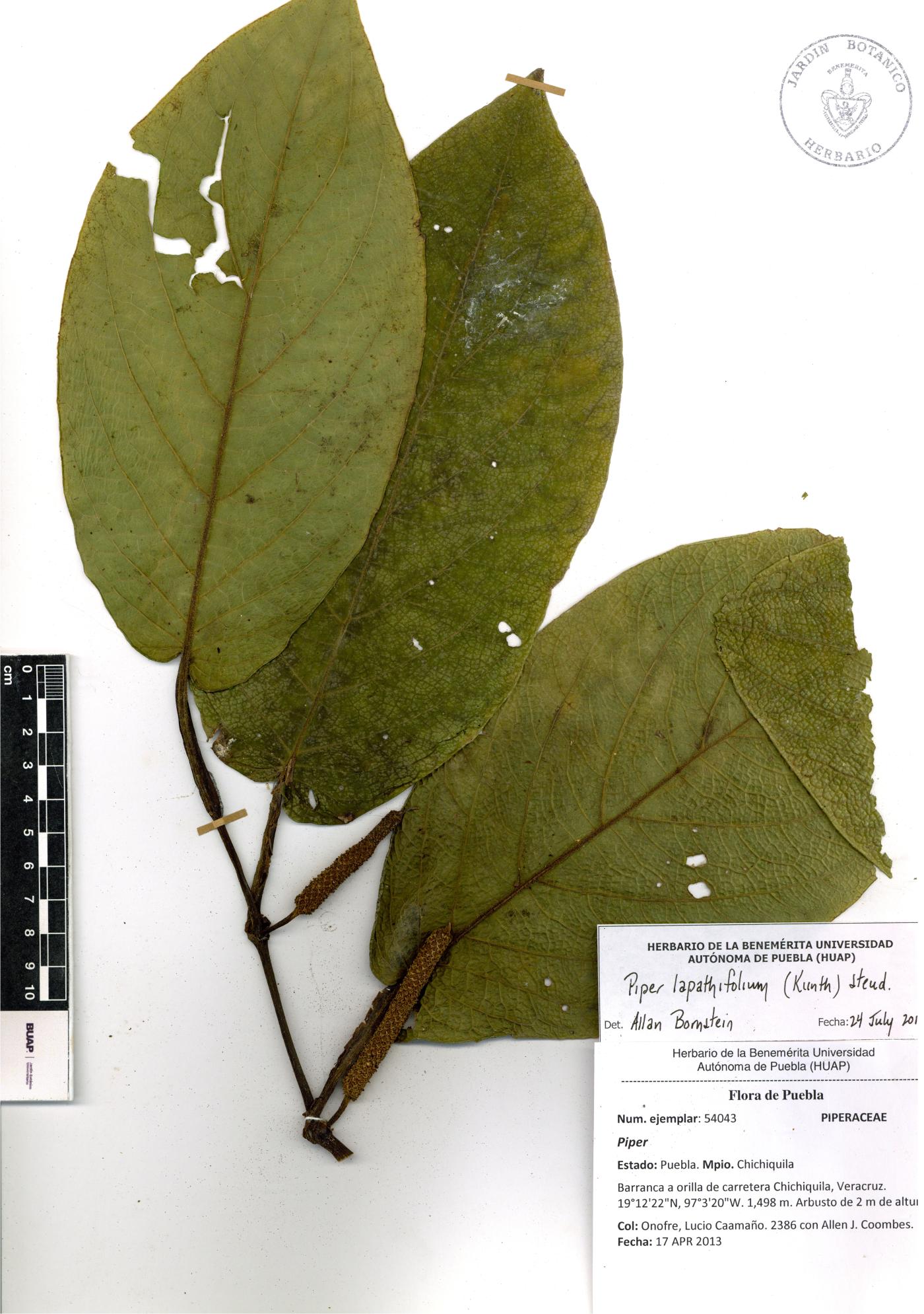 Piper lapathifolium image