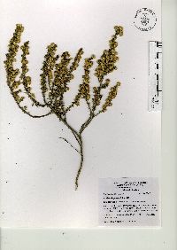 Baccharis pteronioides image