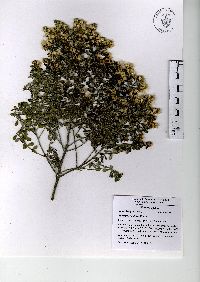 Baccharis conferta image