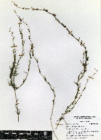 Metastelma lanceolatum image