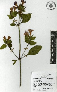 Ruellia lactea image