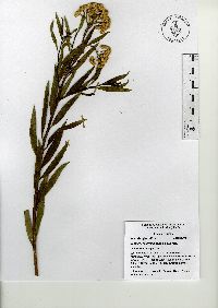 Baccharis salicifolia image