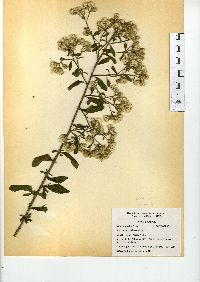 Baccharis sordescens image