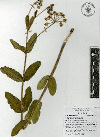 Asclepias glaucescens image