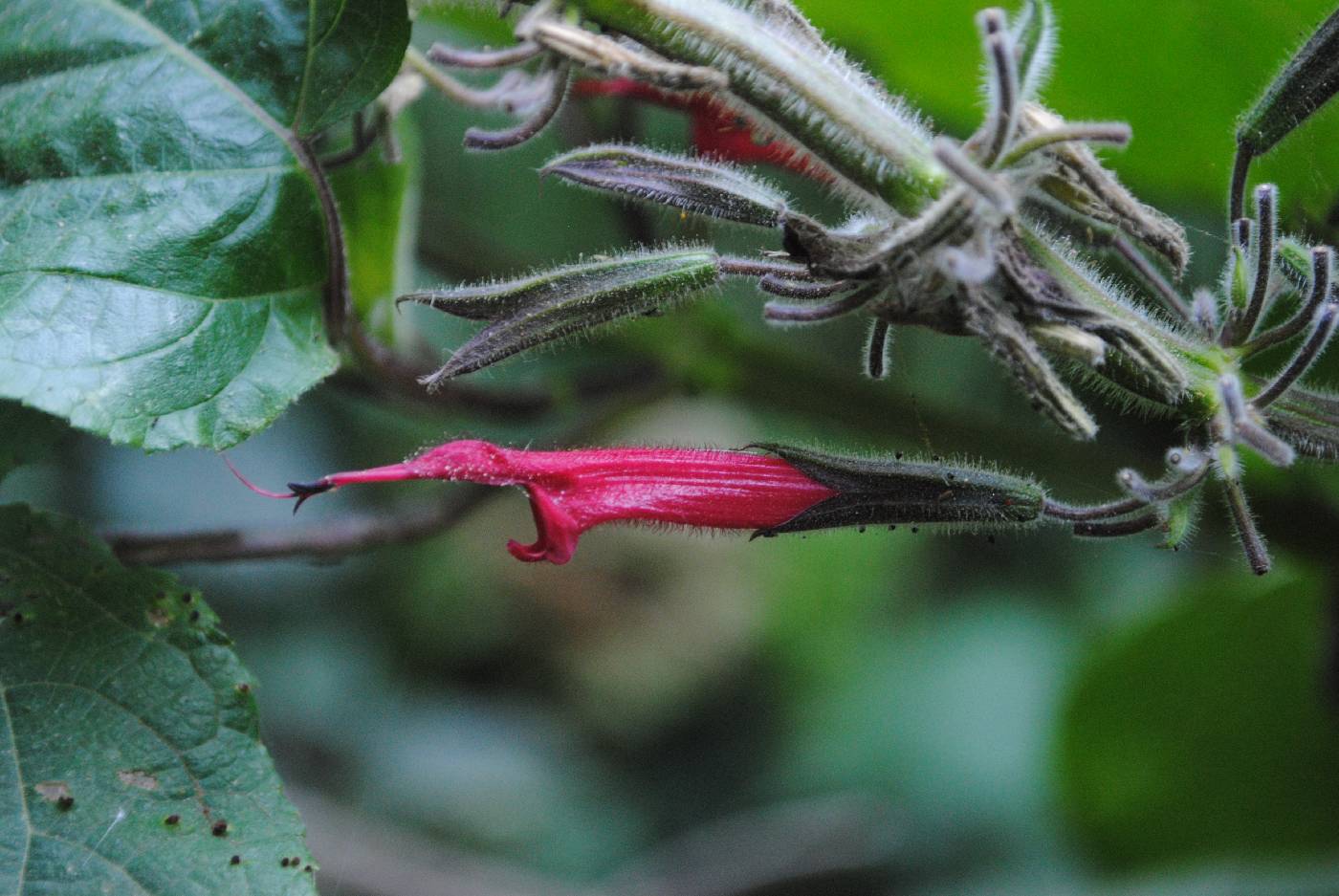 Salvia longistyla image