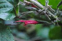 Salvia longistyla image