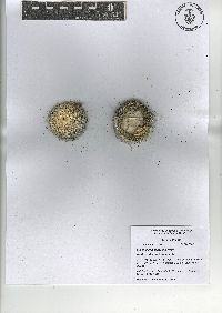Mammillaria haageana image