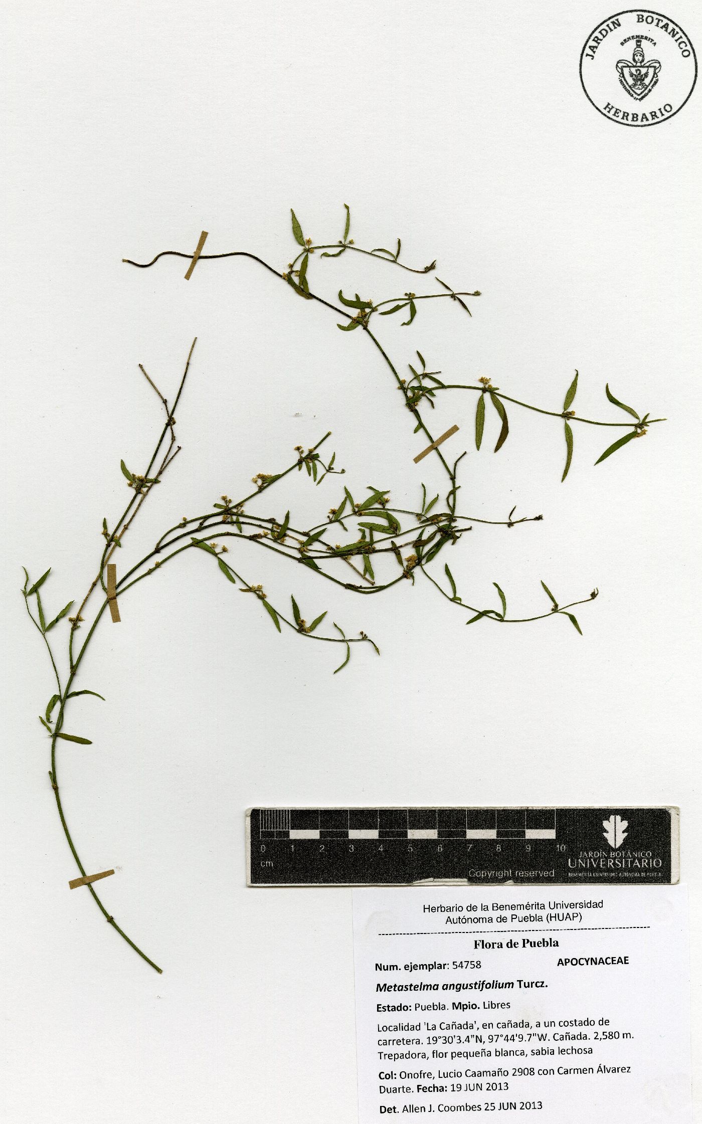 Metastelma angustifolium image