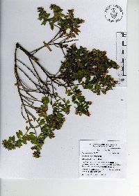 Baccharis conferta image