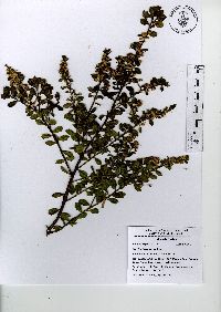 Baccharis conferta image