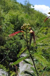 Calliandra grandiflora image