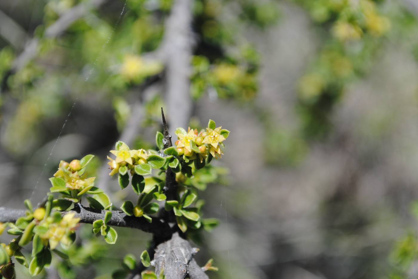 Condalia fasciculata image