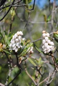 Comarostaphylis polifolia image