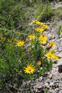 Chrysactinia mexicana image