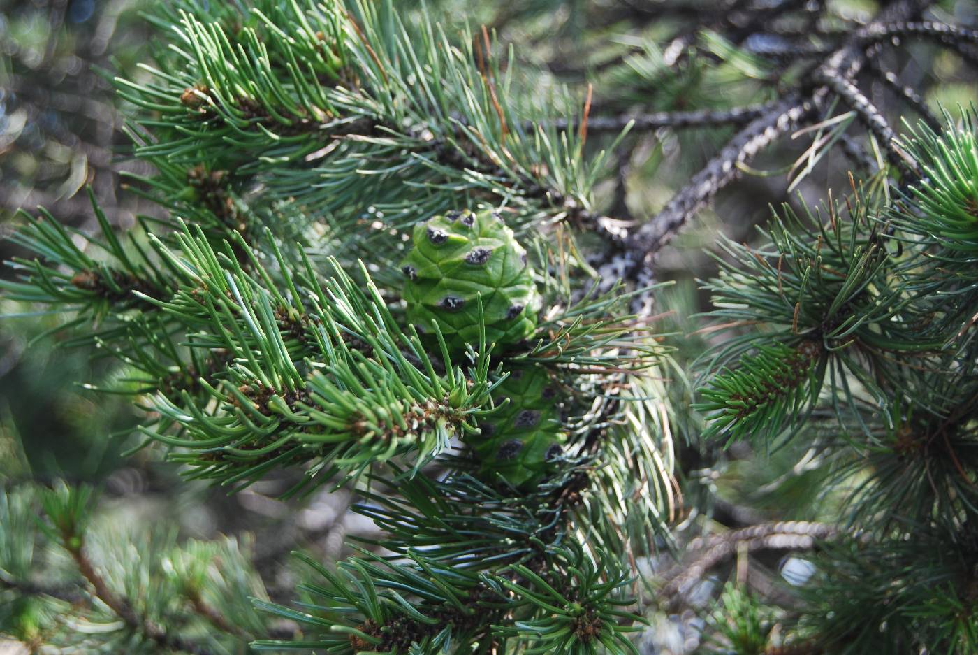 Pinus cembroides subsp. orizabensis image