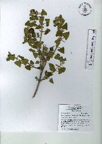 Ageratina tomentella image