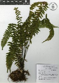 Asplenium miradorense image