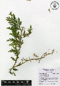 Selaginella stellata image