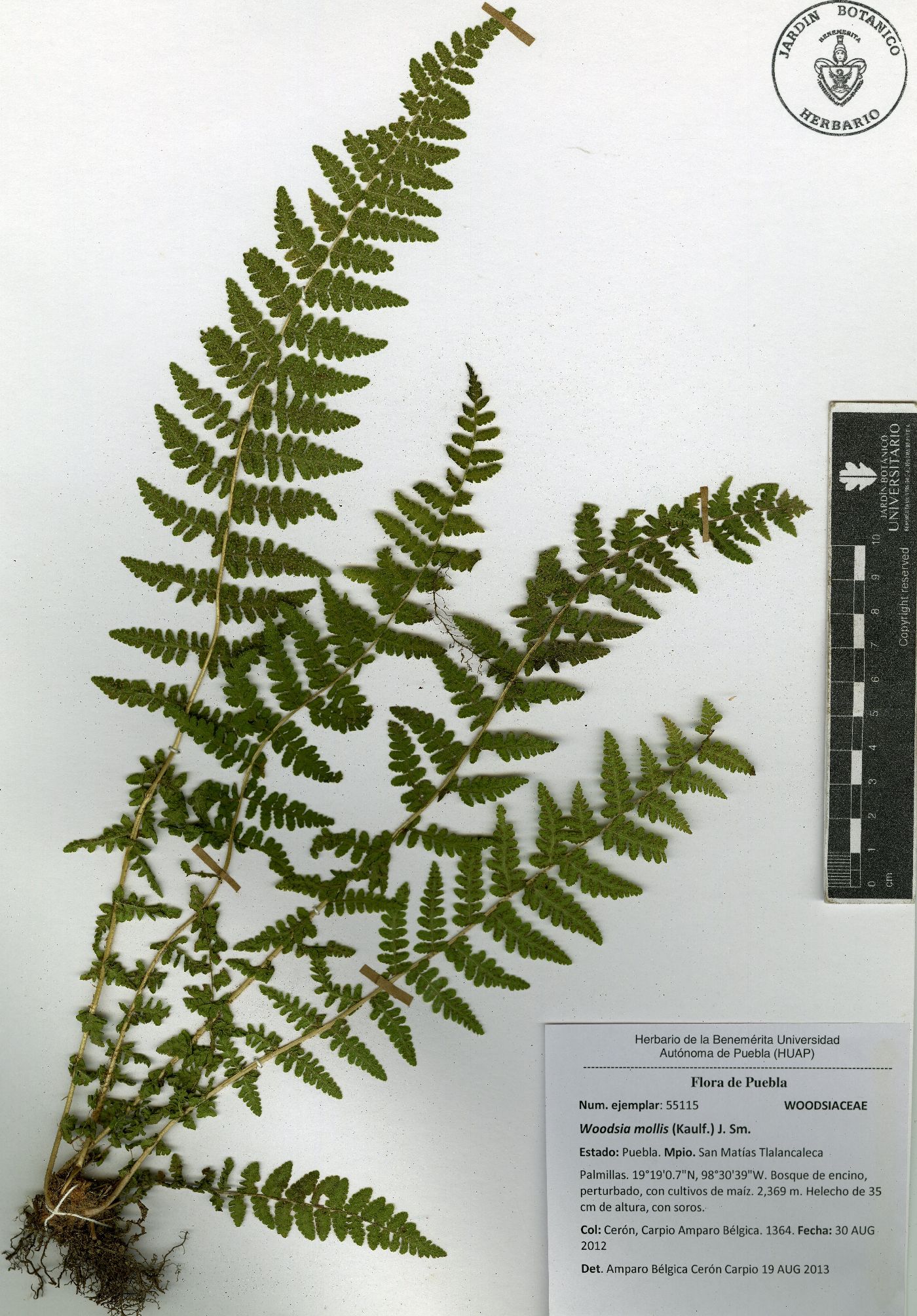 Woodsia mollis image