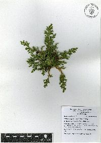 Selaginella pallescens image