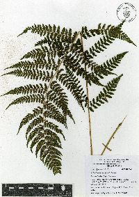 Athyrium bourgaei image