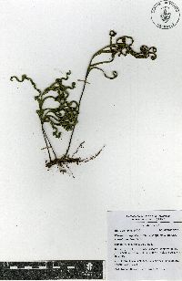 Pleopeltis angusta var. stenoloma image