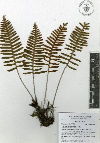 Pleopeltis madrensis image