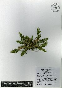 Selaginella pallescens image