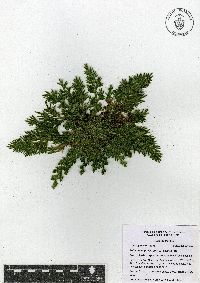 Selaginella pallescens image