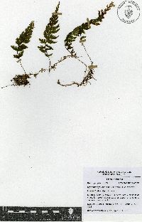 Hymenophyllum maxonii image