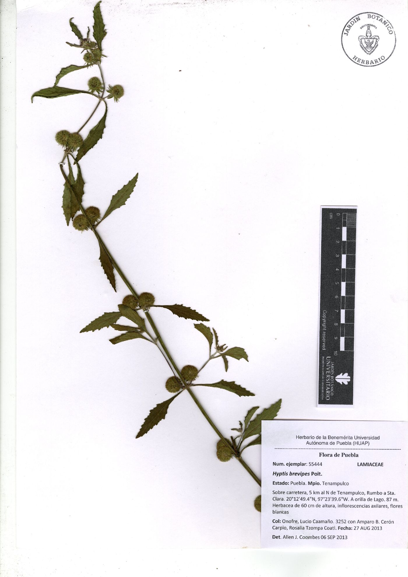 Hyptis brevipes image