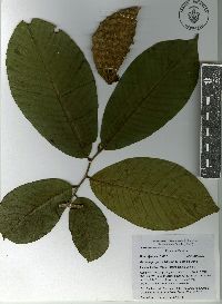 Annona purpurea image