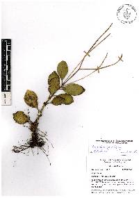 Peperomia pseudoalpina image