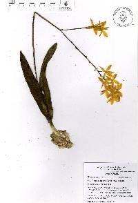 Prosthechea vitellina image