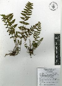 Cheilanthes lozanoi var. seemannii image