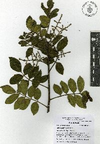 Rhus pachyrrhachis image