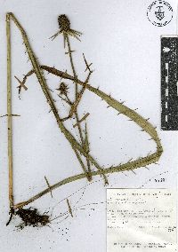 Eryngium columnare image