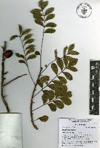 Spondias purpurea image