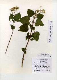 Ageratina pichinchensis image