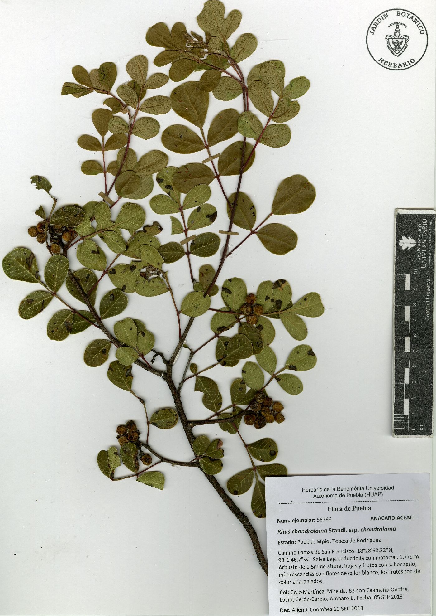 Rhus chondroloma subsp. chondroloma image