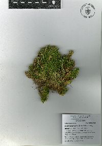 Selaginella lepidophylla image