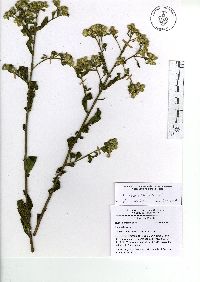 Baccharis sordescens image