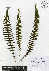 Blechnum polypodioides image