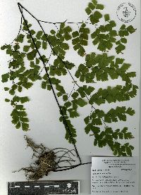 Adiantum tenerum image