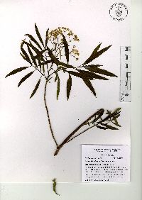 Baccharis salicifolia image