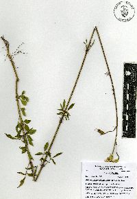 Adenophyllum glandulosum image